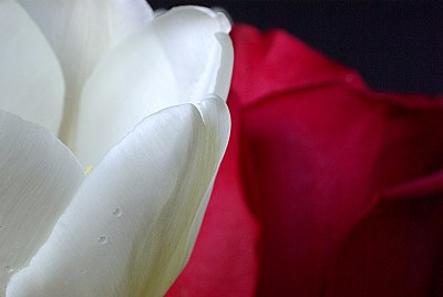 The Tulip & Rose