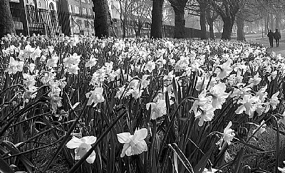 Walk of the Daffodils