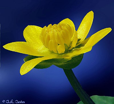 Ohio marsh marigold wild flower