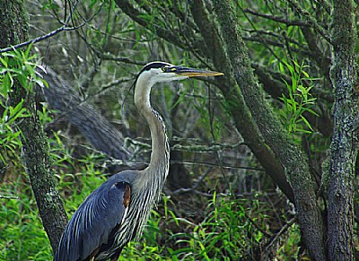 another shot off paynes prairie