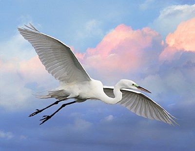 Great Egret in Breeding Plumage Assembly