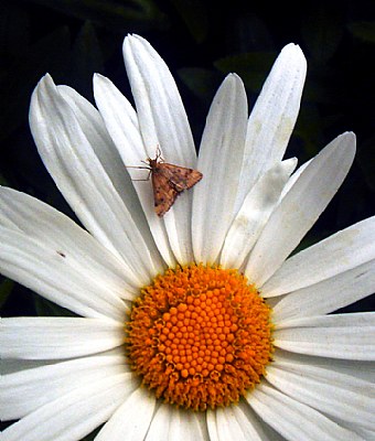 Flower &b Butterfly