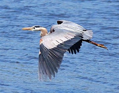 Great Blue Heron