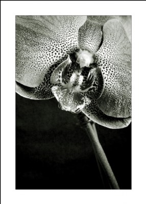 An orchid