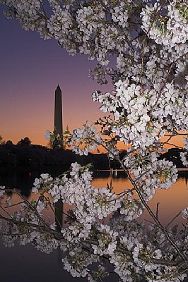 Cherry Blossom Sunrise, Washington DC, USA