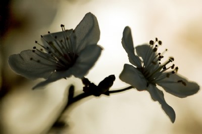 spring [3]