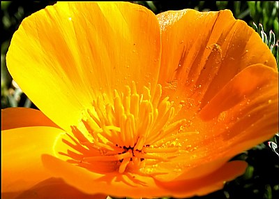 California Golden Poppies