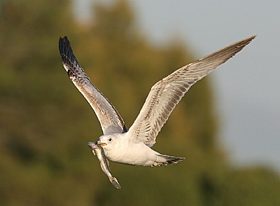 Gull with Prize