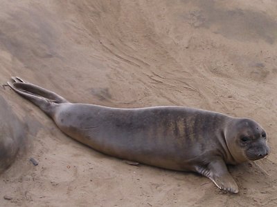 Sea Lion