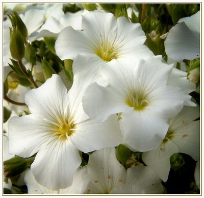 Petite White Flowers