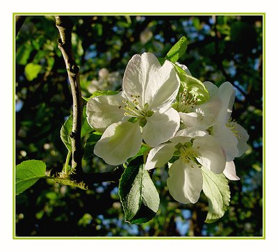 Apple Blossoms