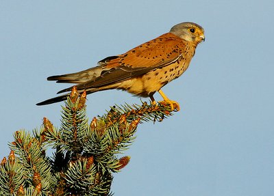 Kestrel