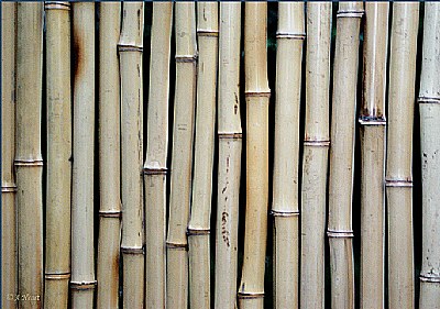 Bamboo Fence