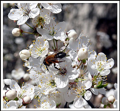 white spring