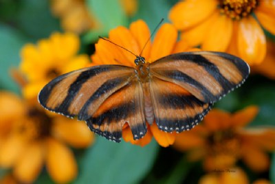 Nature's Study In Orange