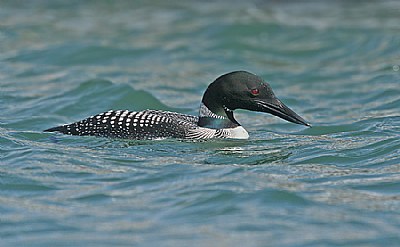 Common Loon