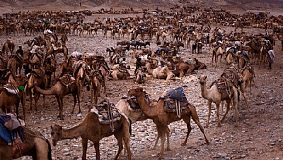 Camel park, Hamed Ela