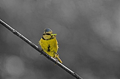 blue tit