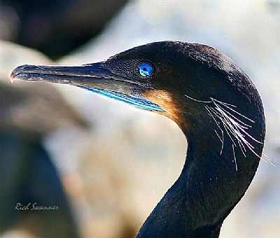 Cormorant