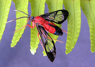 Moth on fern
