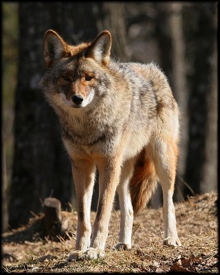 Coyote (Canis latrans)