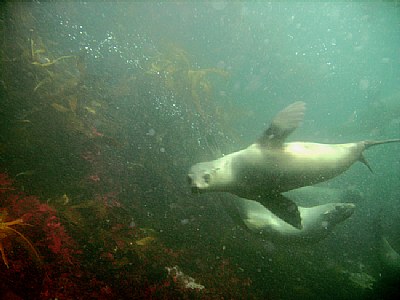 Underwater South Africa