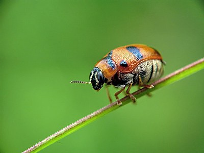 Chrysomelidae Beetle