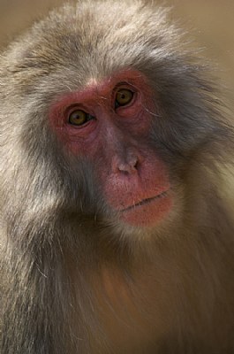 Japanese Monkey