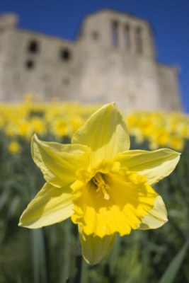 Spring in Warkworth