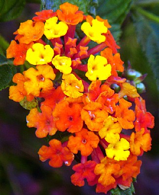 Lantanas