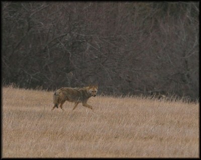 Wild Coyote