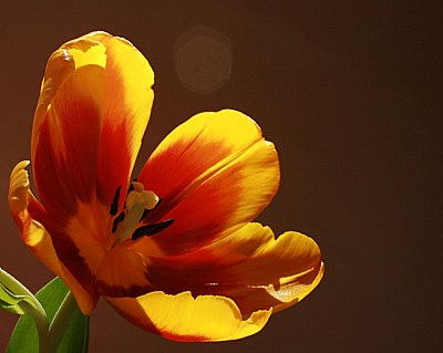 Easter tulip