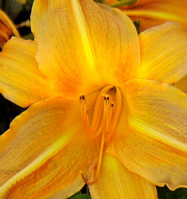 Hemerocallis Encore