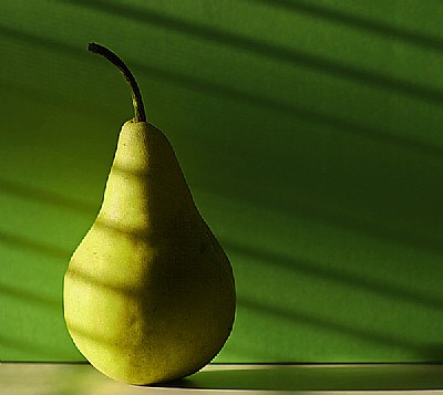 Bosc Pear Still Life 3