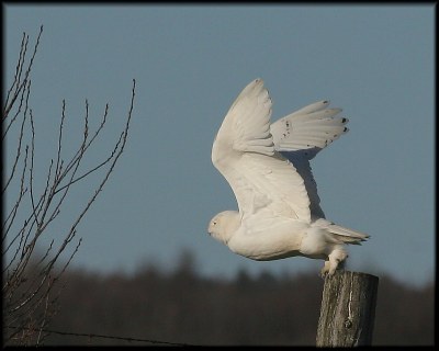 Late Spring Romeo