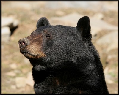 Black Bear (Ursus americanus)