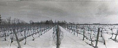 Snowy Vineyard
