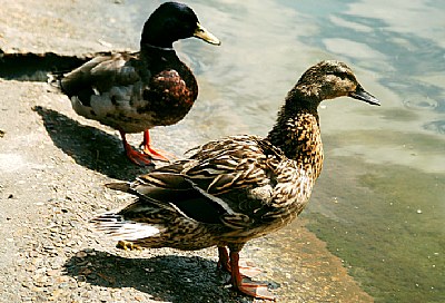 Green Park Ducks