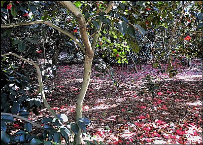 Camellia Japonica  Forest