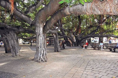 The Largest Banyan Tree