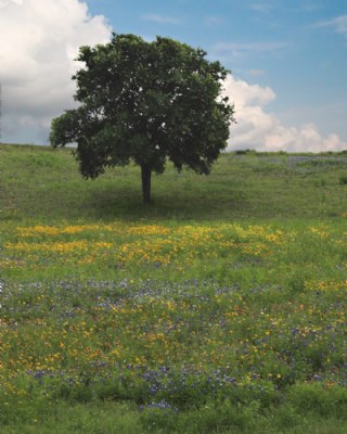 Wildflowers