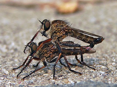 Mating Robber Flies