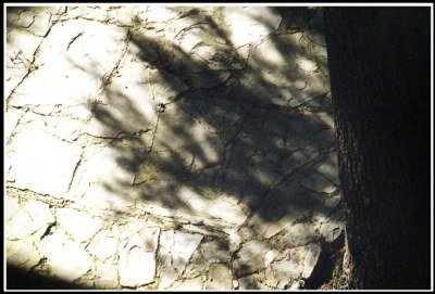 Shadow branches