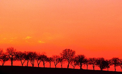 Tree Line at Sunset