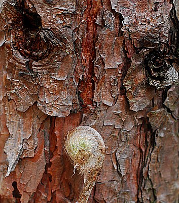 one bracken bud
