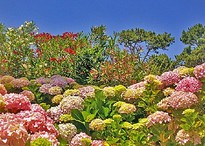 Hortensias, Laurels  & Sky