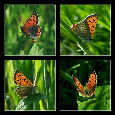 Butterfly's story