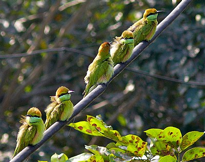 Bee-eaters