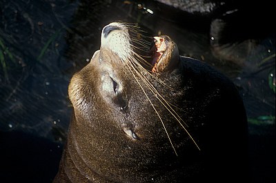 California Sea Lion