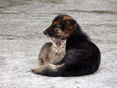 Duo